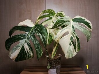 Monstera Albo - řízky