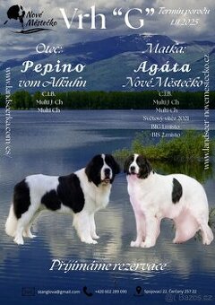Očekáváme štěňátka plemene Landseer s PP
