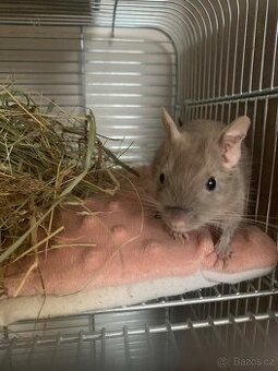 Osmák degu (samička, samec)