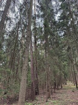 Prodám lesní pozemky v k.ú. Křenovice