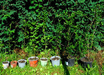 Ptačí zob (Ligustrum) - sazenice