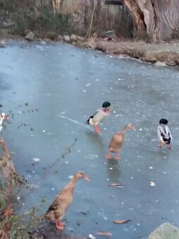 Prodám běžce ruším chov