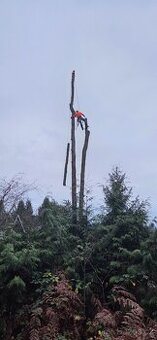 Stromolezec, arborista, udrzby zelene