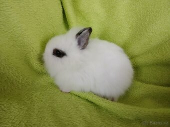 Zakrslý králíček