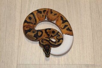 Krajta královská Python regius 2024 2025