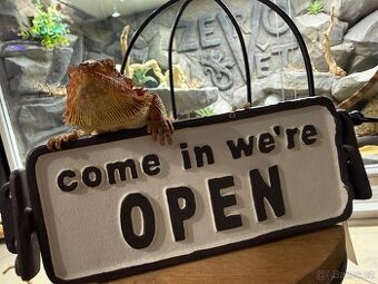 Agama vousatá ihned k odběru