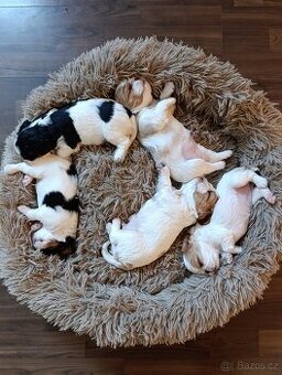 King Charles španěl (spaniel) - štěňata s PP
