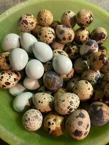 Křepelcí vejce