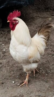 kohouti