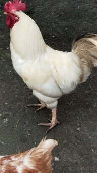 kohouti