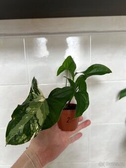 Syngonium variegata - 1