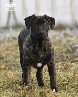 TOP štěně na výstavy - Cimarron Uruguayo s PP - 1