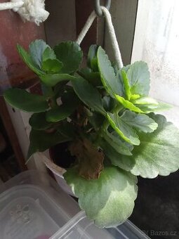 PRODEJ - Pokojová rostlina - Kalanchoe (3x)