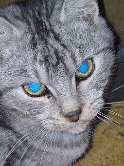 Mainská mývalí koťata po čistokrevných předcích