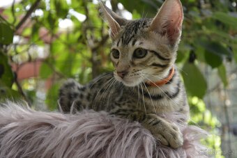 Savannah