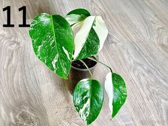Monstera Deliciosa Albo Variegata