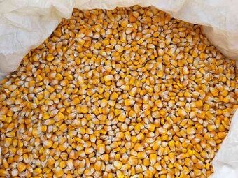 Pšenice,kukuřice , ječmen, oves, hrách