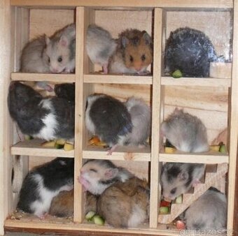 Křeček syrský/zlatý - mláďata