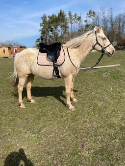 Prodám krásného isabela valacha