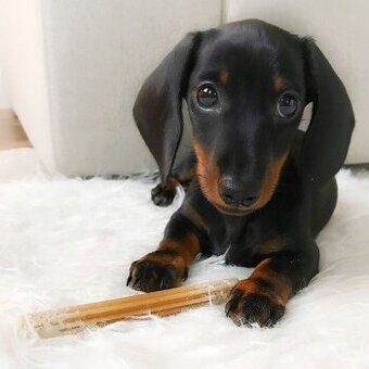 Jezevčík trpasličí