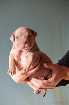 🐾American Bully🐾