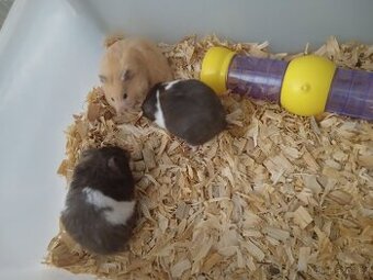 Křeček syrsý (Mesocricetus auratus)