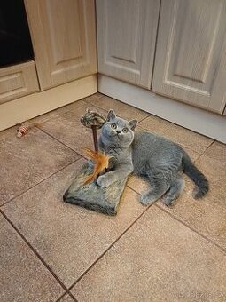 Britský kocourek s PP