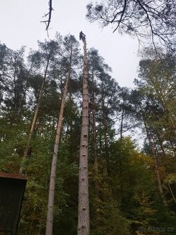 Rizikové kácení-výškové práce