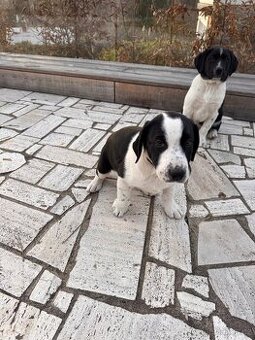 Štěňátko mix Aussie a Ohař s PP