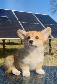 Na prodej – štěňata Welsh Corgi Pembroke