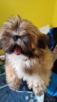 Prodám štěňátka Lhasa Apso