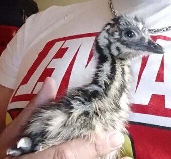 Pštros Emu