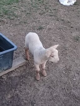 Suffolk x Texel