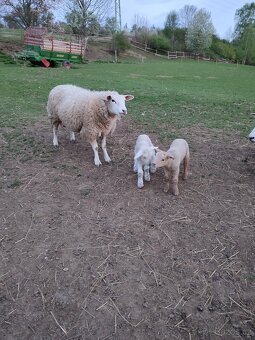 Suffolk x Texel