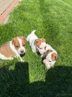 Jack russel teriér