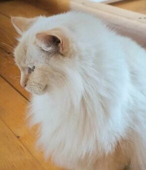 Ragdoll