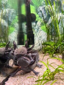 Axolotl mexický (Ambystoma mexicanum)