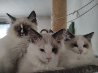 Koťata Ragdoll bez PP