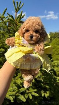 Maltipoo MINI