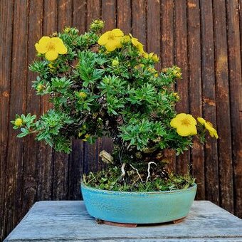 Bonsai, Bonsaj - Mochna 1