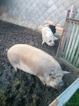 Prasata kune kune