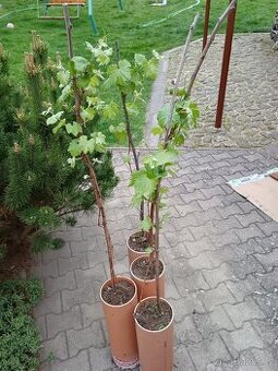 Vinná réva 3 leté sazenice - 1