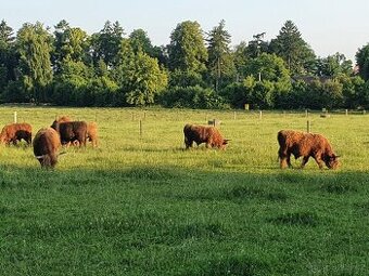 Prodám plemenné býky a jalovice Highland