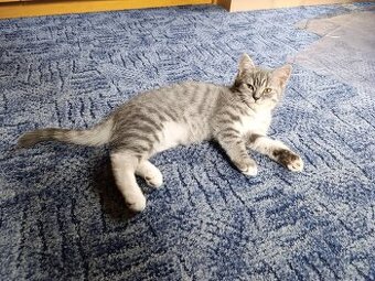 Prodám krásného kocourka Whiskas