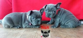 Francouzský buldoček modrý - French bulldog blue