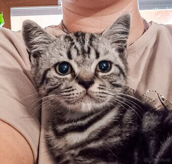 BRITSKÁ KOŤATA WHISKAS BEZ PP