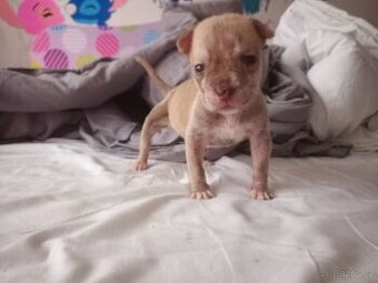 Stenatko staford - pitbull