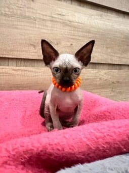 Kanadský Sphynx s průkazem původu