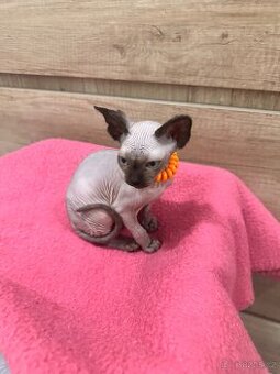 Kanadský Sphynx s průkazem původu