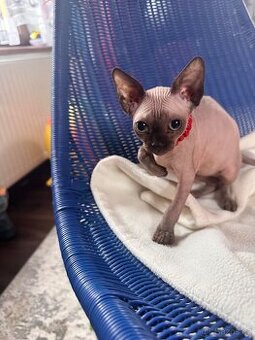 Kanadský Sphynx s průkazem původu Rezervace